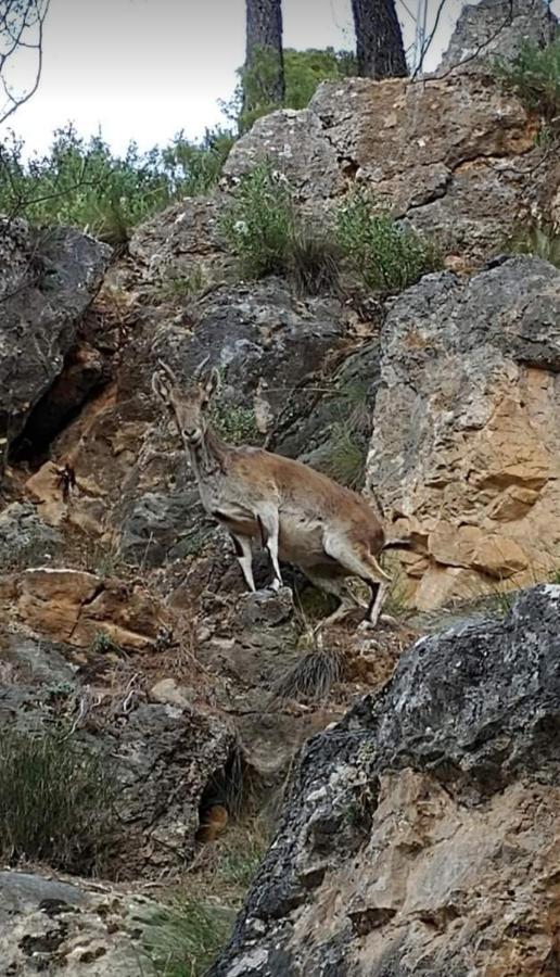 Alojamiento Rural El Penon De Hornos Bagian luar foto